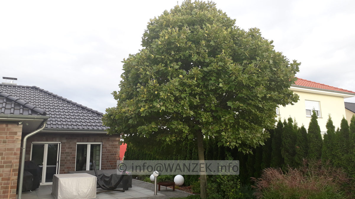 Platanus hispanica Alphen's Globe - H 40-50.jpg
